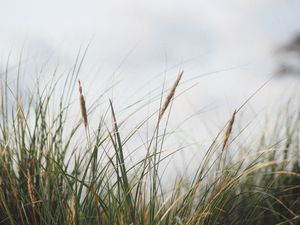Calm and serene grassfield close-up, perfect for nature-themed projects.